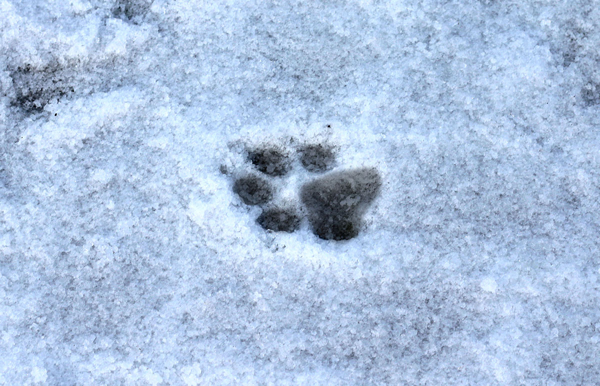 footprint